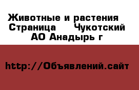  Животные и растения - Страница 9 . Чукотский АО,Анадырь г.